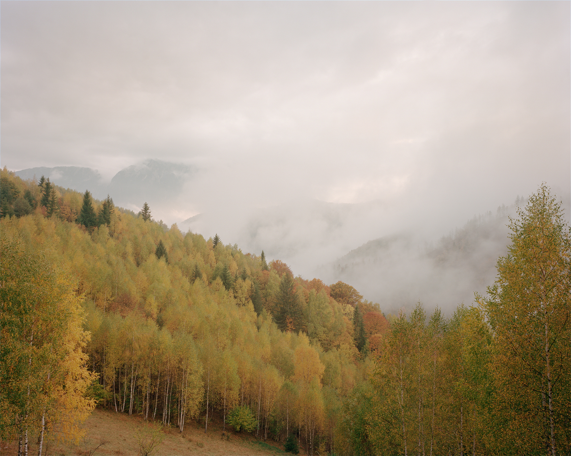 Il mosaico di betulle, faggi e conifere immerso nella nebbia in una veduta autunnale dei Carpazi meridionali, ph. Nicholas J.R. White