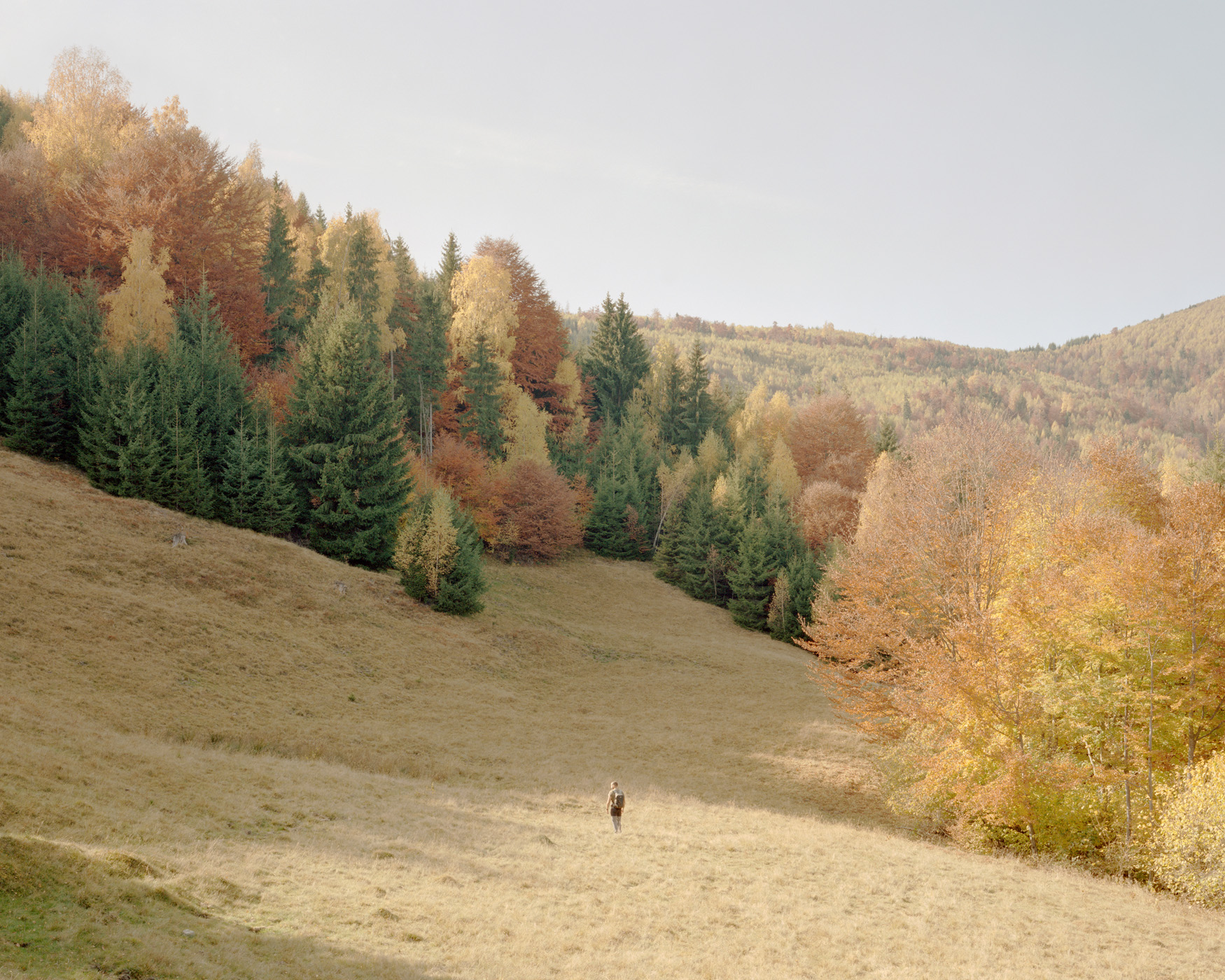 Prato di montagna in autunno: un ranger cammina verso il margine della foresta, dove convivono conifere e latifoglie, ph. Nicholas J.R. White
