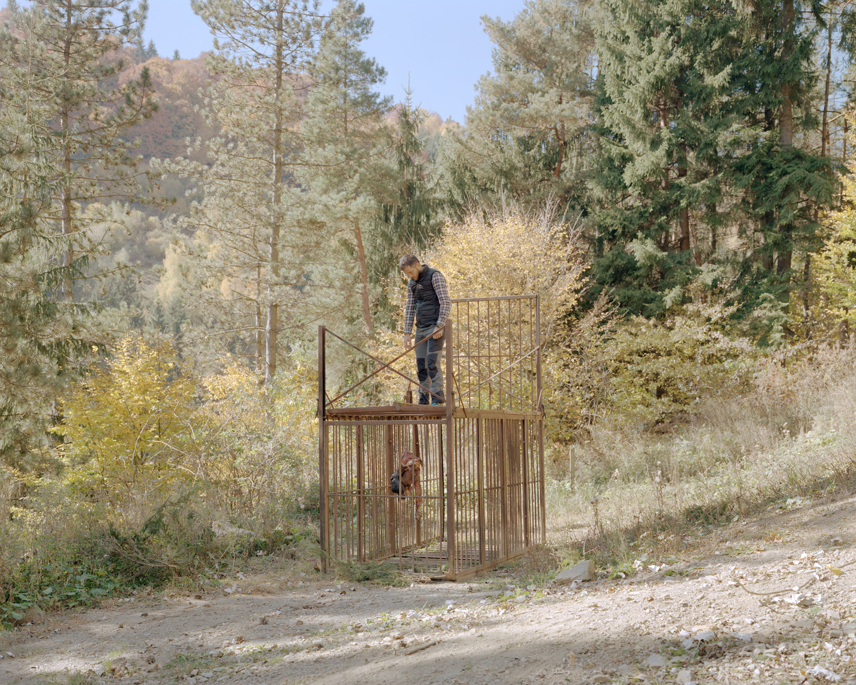 Postazione di monitoraggio della fauna: un operatore controlla una gabbia-trappola con esca, utilizzata per catturare e monitorare grandi carnivori, ph. Nicholas J.R. White
