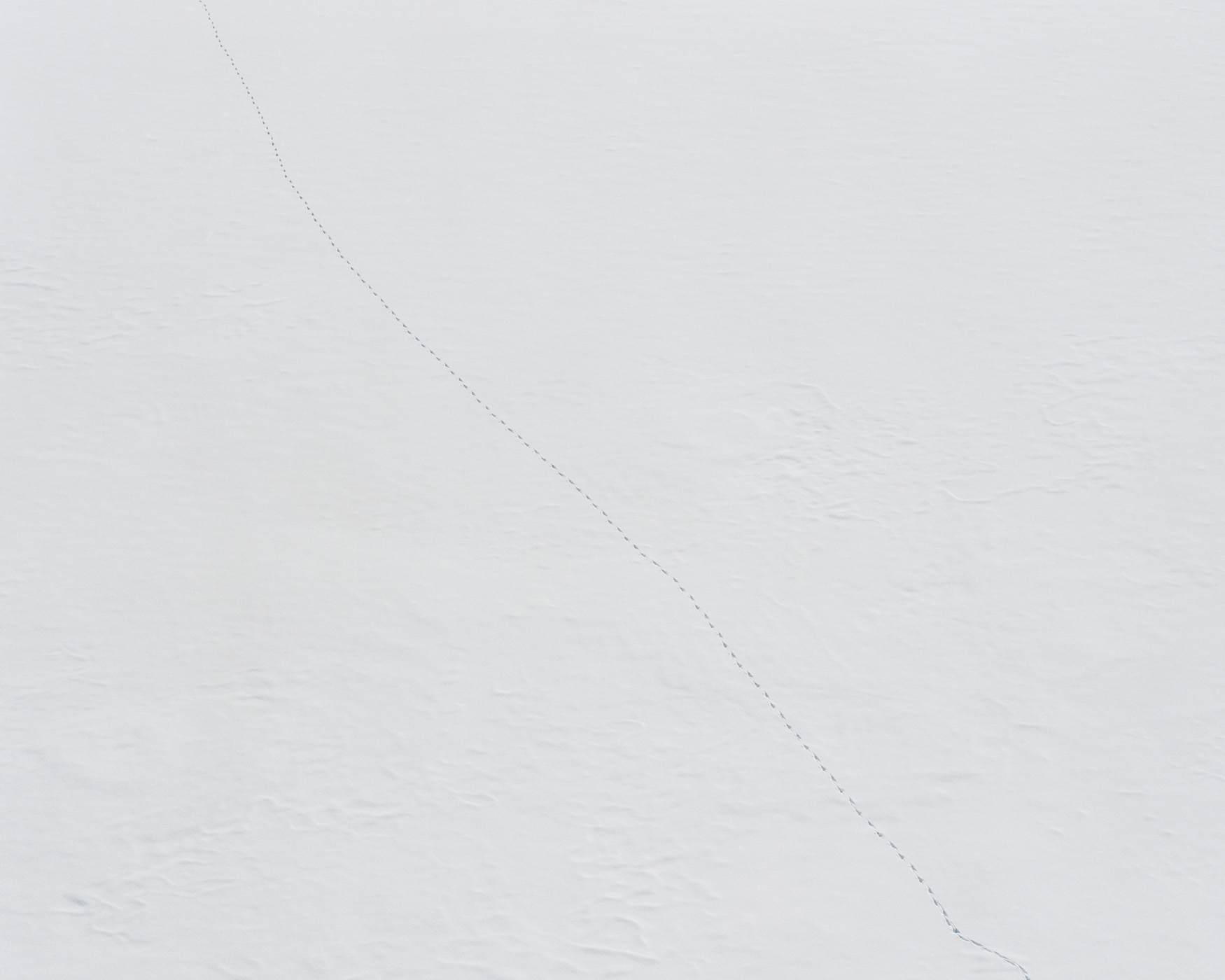 Traccia nella neve: l’impronta di un animale selvatico è segno della presenza faunistica nei Carpazi, ph. Nicholas J.R. White